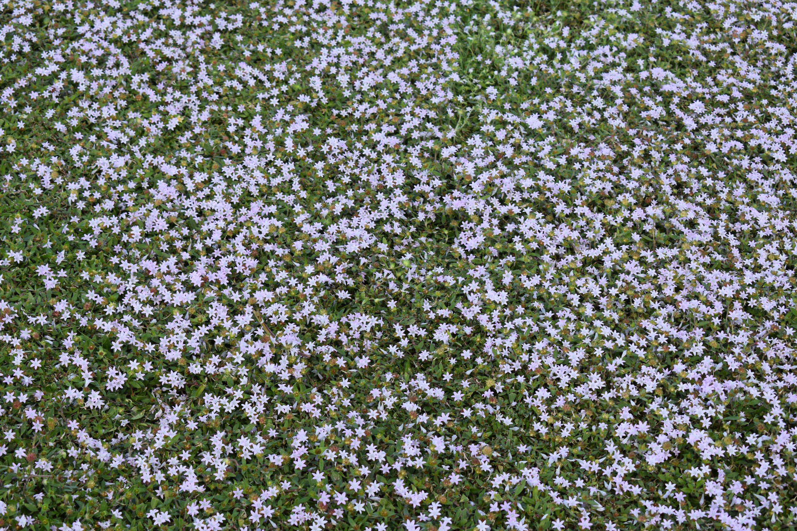 Patch of lawn