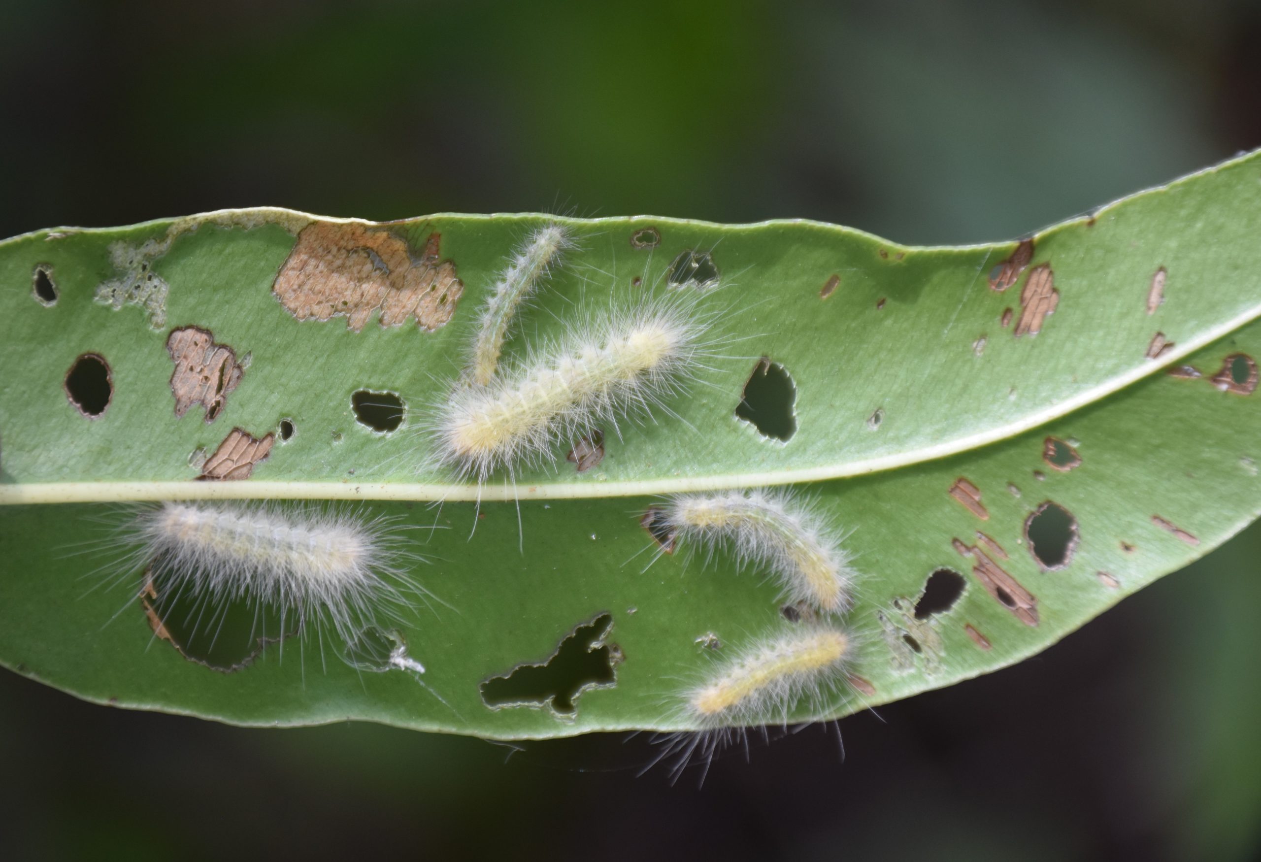 Caterpillars on giant leatherleaf fern