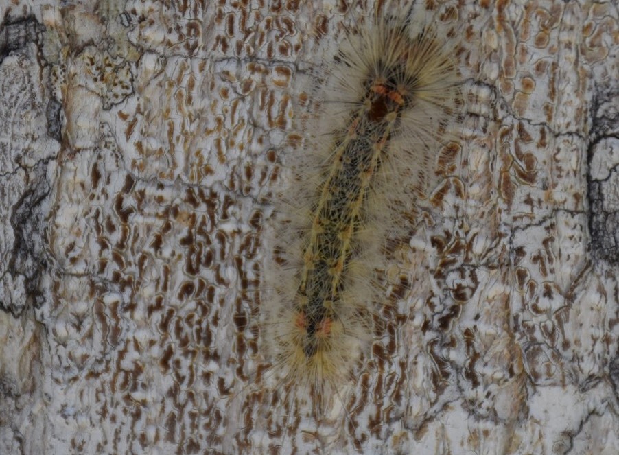 Edward's moth caterpillar on strangler fig