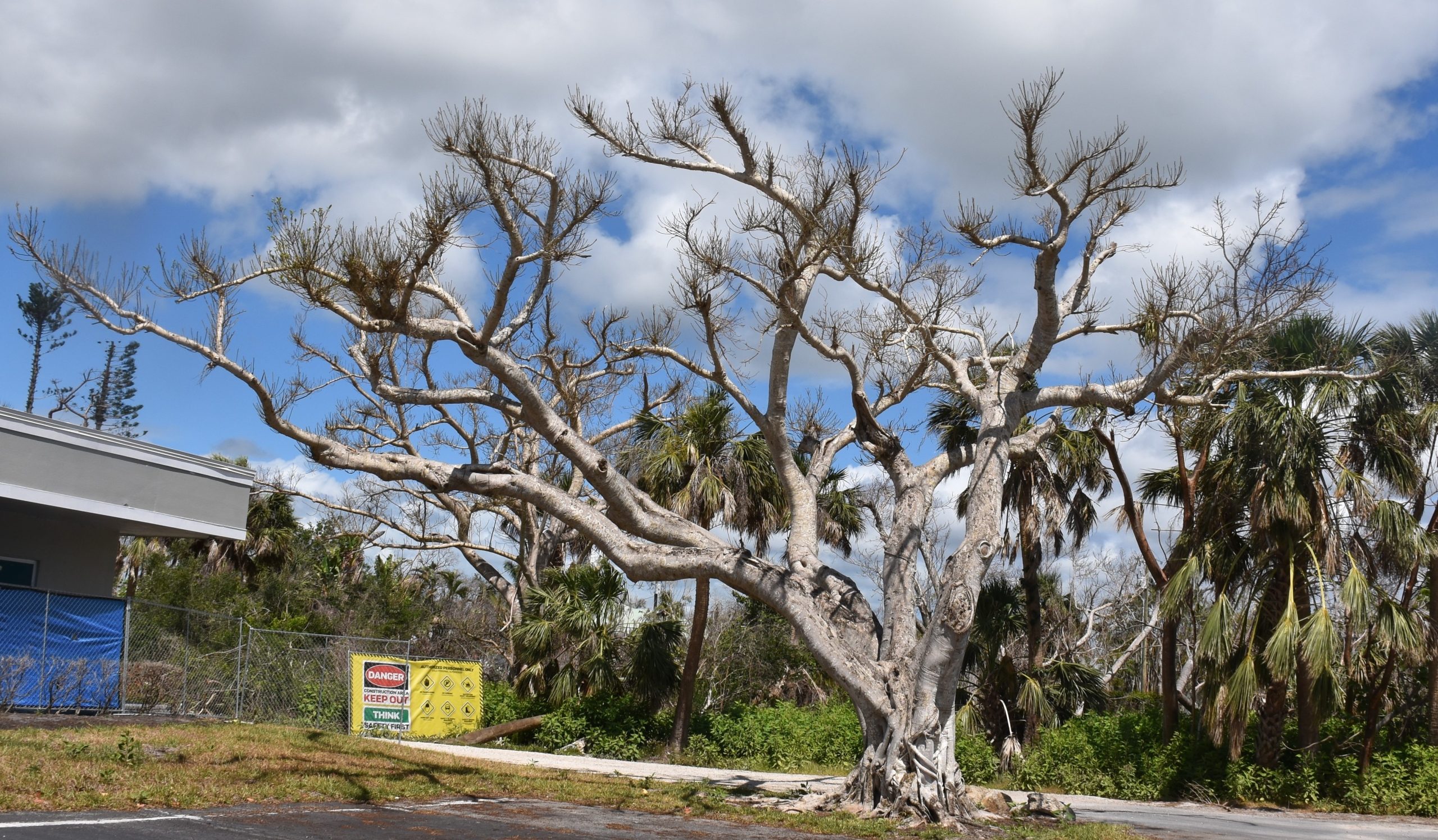 Edward's wasp moth damage to strangler fig