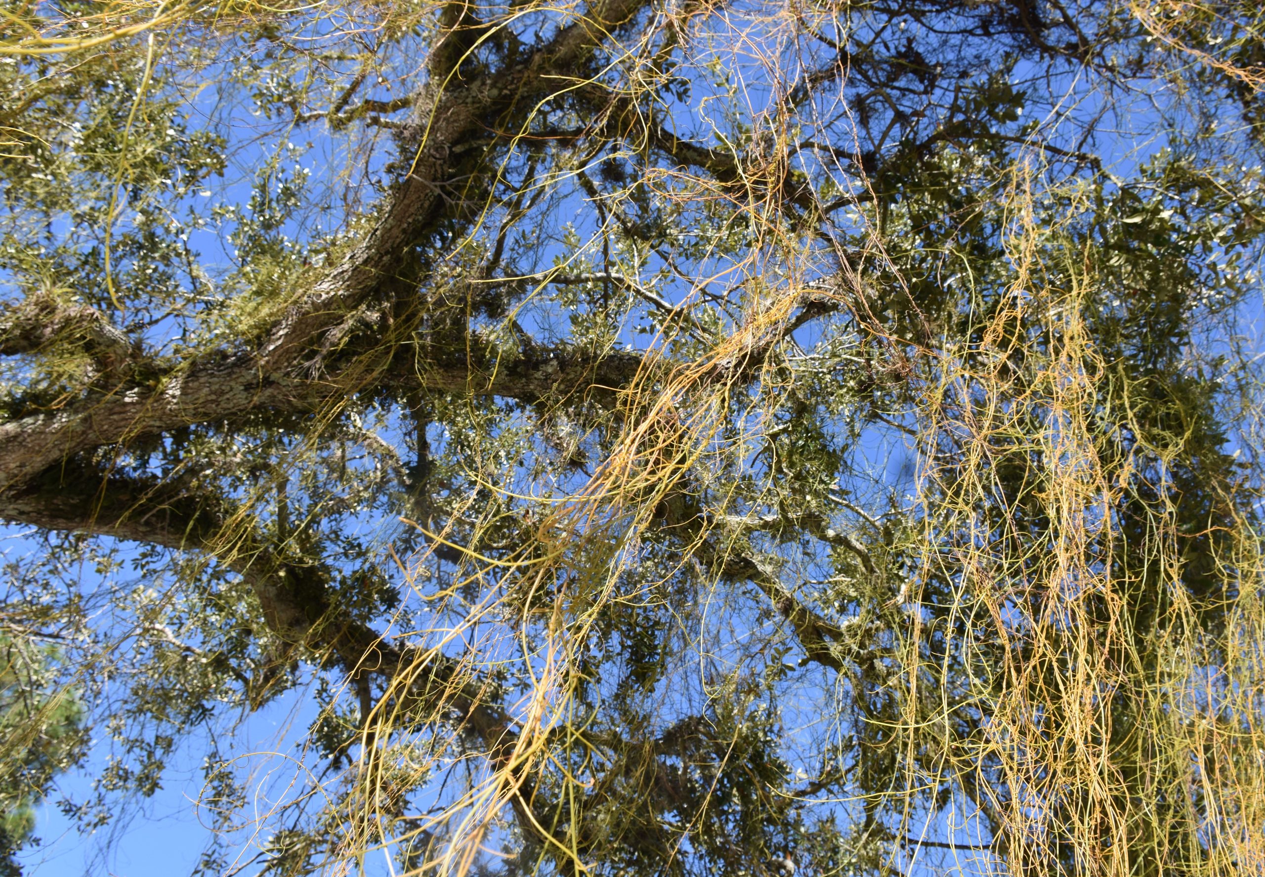 Love vine on a live oak tree