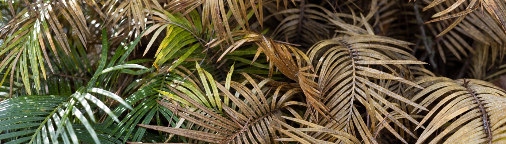 Freeze damaged plants.