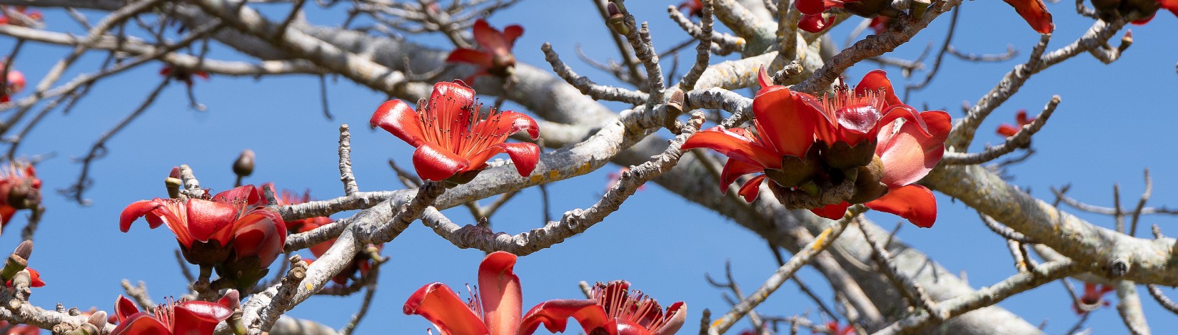 The Red Silk Cotton Tree, Bombax ceiba, is a tropical tree native to Southeast Asia and India. Its large red flowers appear in the spring before the leaves, making it a favorite of tropical gardens.