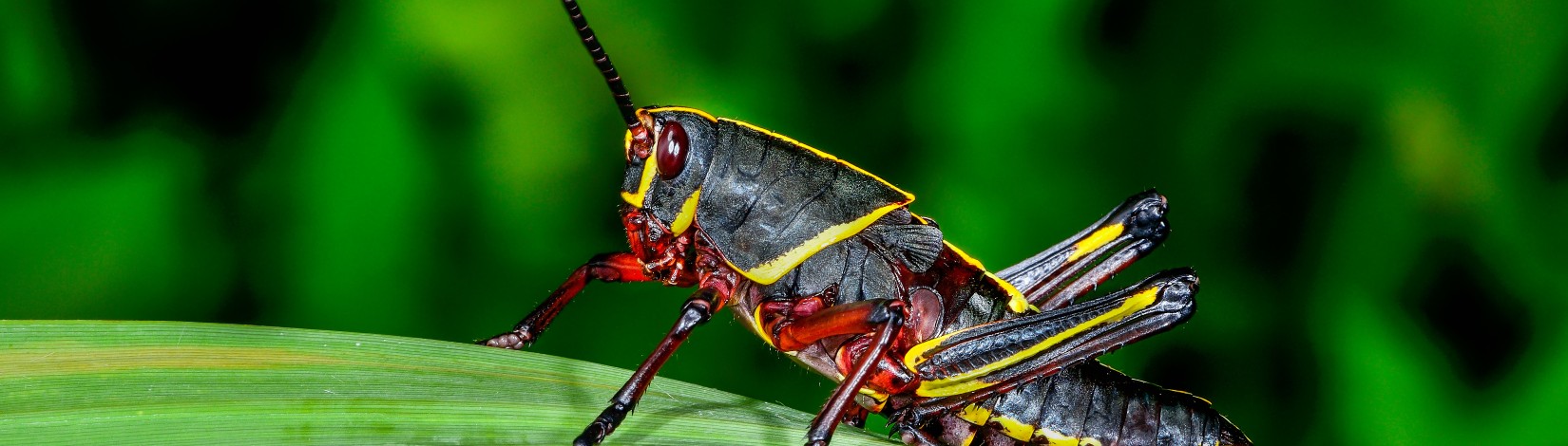 Eastern lubber grasshopper.