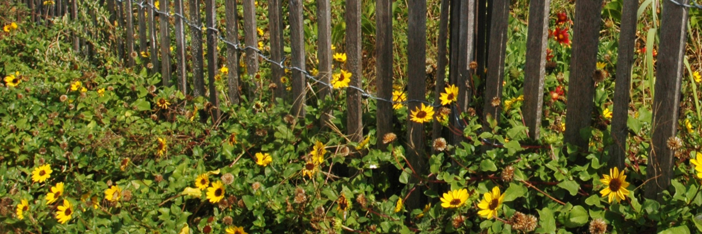 Beach sunflowers Credit: UF/IFAS Photo Database - Josh Wickham - Beach sunflowers - Helianthus debilis