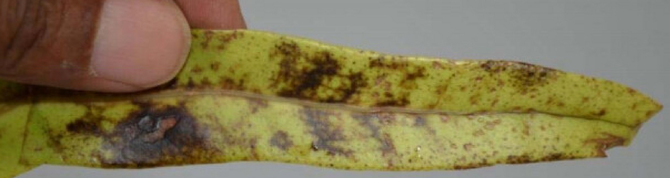 anthracnose