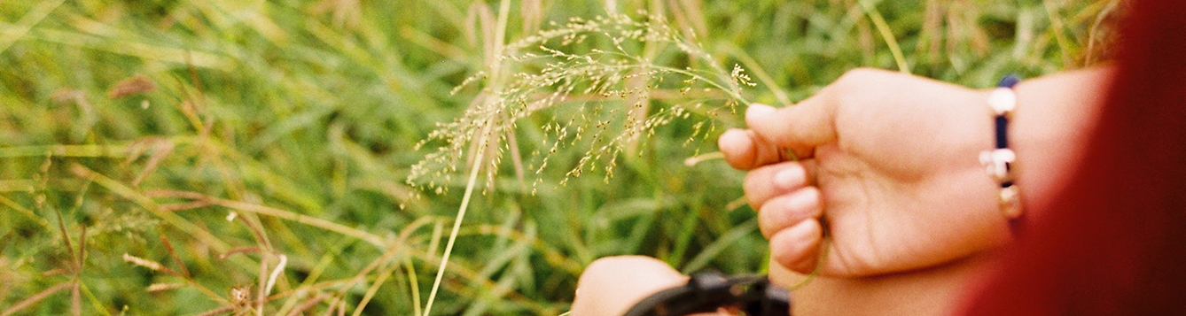 pulling out weeds from the grass