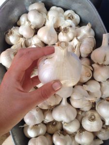 Elephant garlic is more mild tasting than regular garlic and can grow up to three times larger than regular garlic bulbs. Photo by Full Earth Farm.
