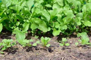 For a continuous supply, plant arugula every two weeks, from early fall through late spring.
