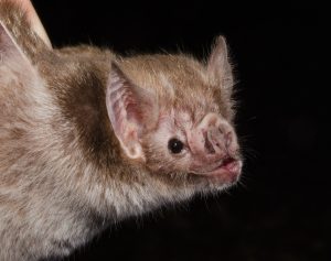 The common vampire bat (Desmodus rotundus) is a small, leaf-nosed bat native to the Americas. It is one of three extant species of vampire bat.