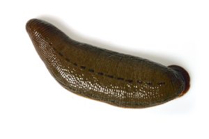 Leech isolated on white