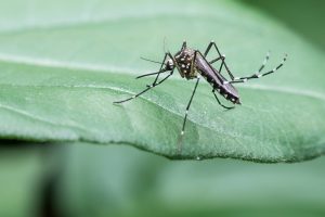 mosquito on leaf