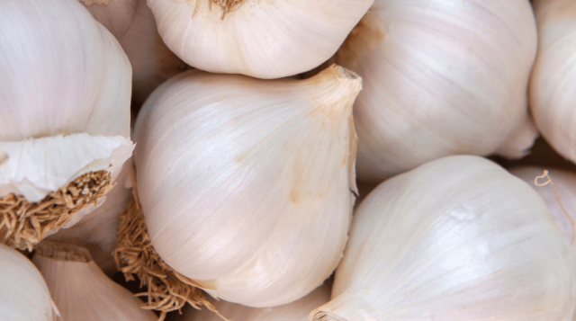 White garlic pile texture. Fresh garlic on market table closeup photo. Vitamin healthy food spice image. Spicy cooking ingredient picture. Pile of white garlic heads.