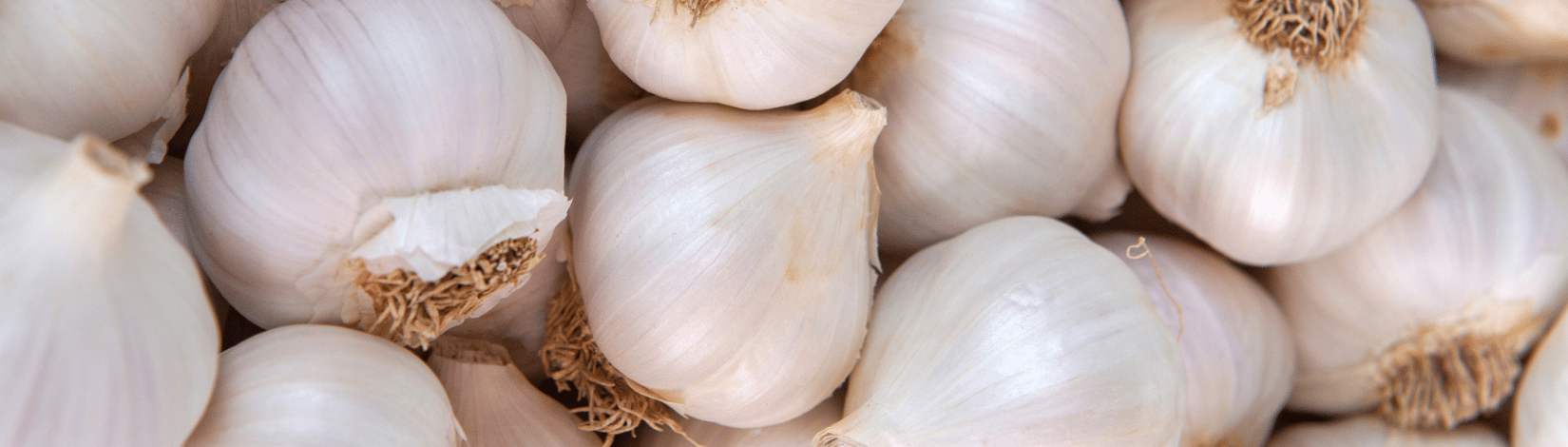 White garlic pile texture. Fresh garlic on market table closeup photo. Vitamin healthy food spice image. Spicy cooking ingredient picture. Pile of white garlic heads.