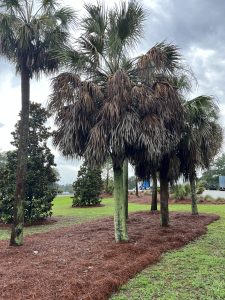 Palm tree with brown fronds.