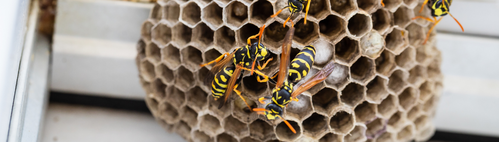 Stinging insects on nest.