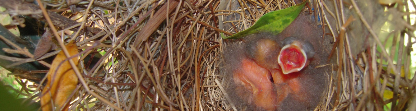 Birds rely heavily on the protein that insects found in trees provide. Photo by Ricky Layson, Ricky Layson Photography, Bugwood.org.