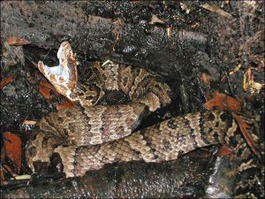 venomous snake cottonmouth