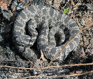 venomous snake pygmy rattlesnake