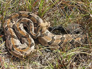 timber rattlesnake