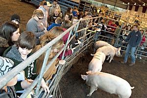 4-H Competitions - hog judging