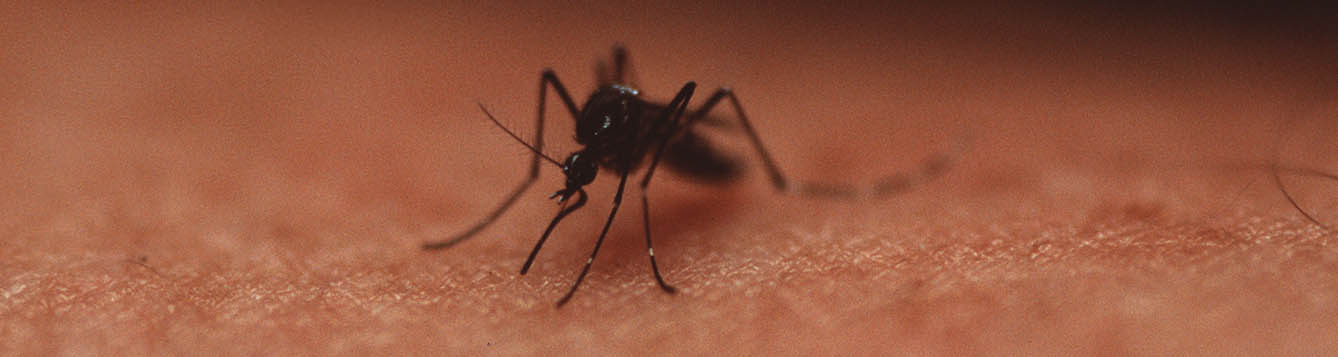 mosquito transmitted disease cover photo