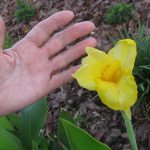 yellow flowering canna is about three inches across