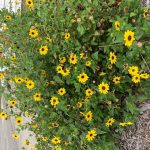 yellow flowers with brown centers