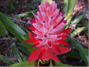 red bract of bromeliad