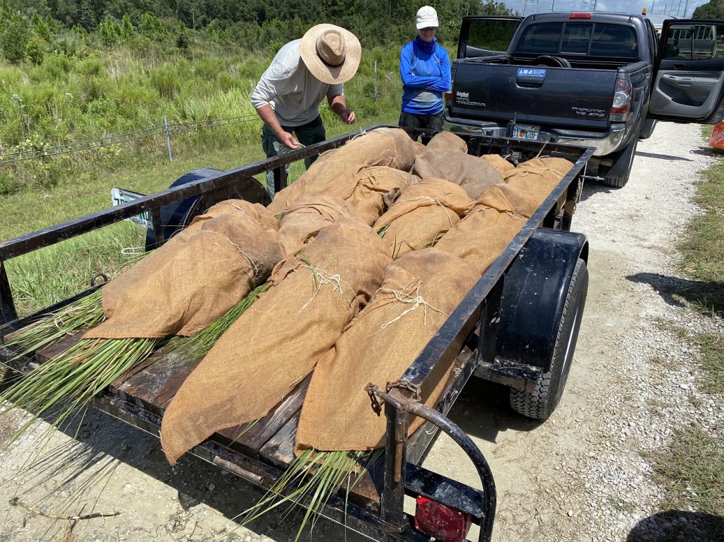 trailer load of marsh plants