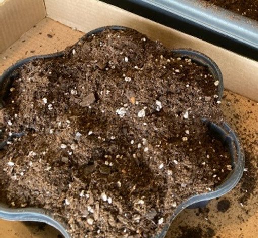 plant container repurposed to start seeds