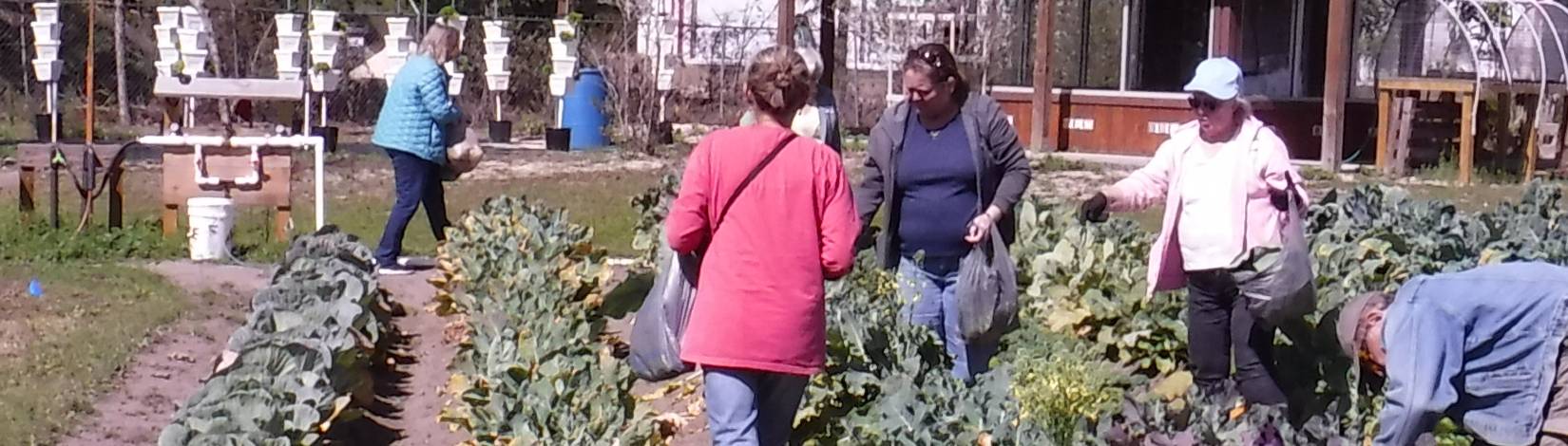 people collecting vegetables in a garden