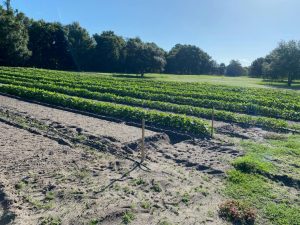 rows of okra and peas growing in garden