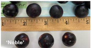 Half-inch diameter blue-purple grapes beside a ruler.