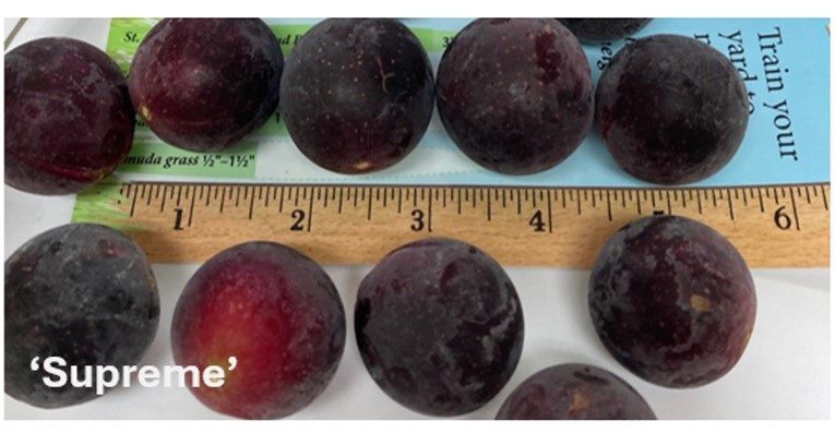 Greater than one inch diameter red grapes beside a ruler.