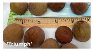 One inch diameter greenish-red grapes beside a ruler.