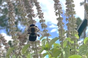 bee resting on a blue basil bloom