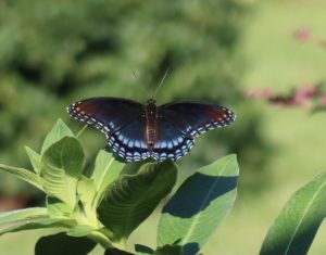 black and blue butterfly on plant leaves