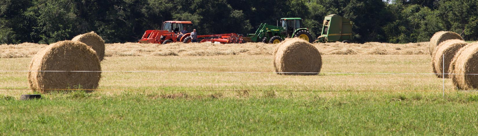 hay rolls in field