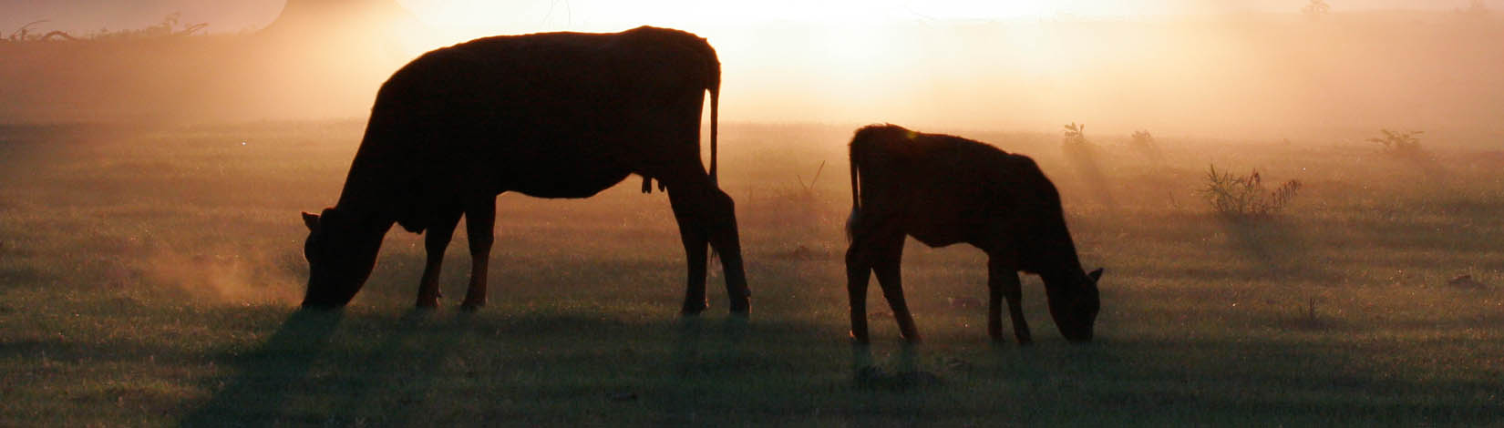 Body condition scoring header