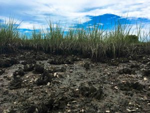 An intertidal oyster reef and marsh habitat