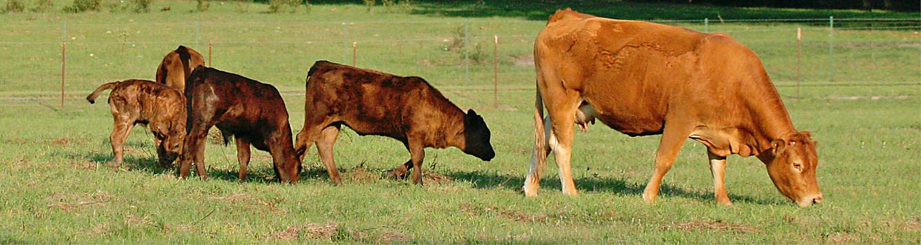 Calves with cow grazing in the afternoon