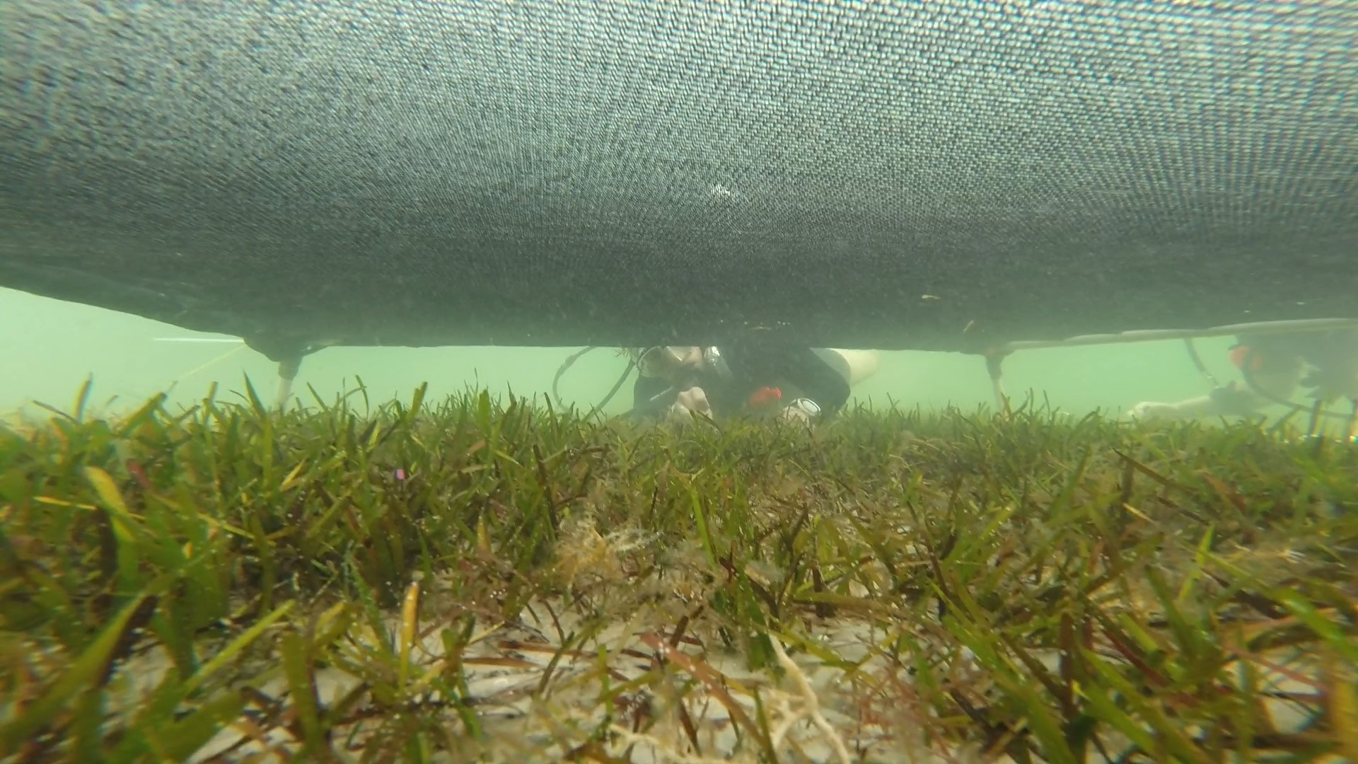 A diver studying seagrass