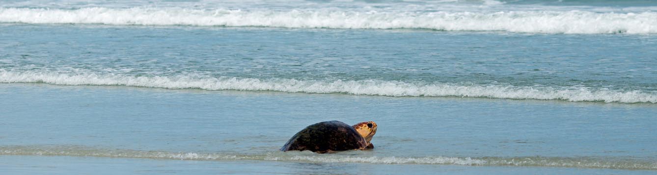 Sea Turtle walks back to the ocean