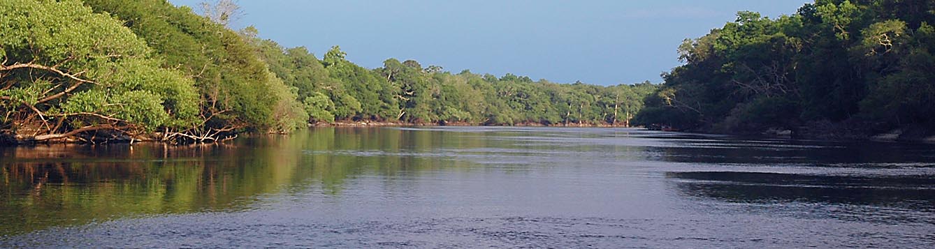 Wildlife Happenings Suwannee River