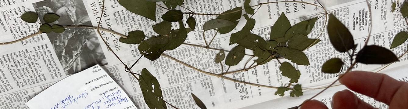 green vining plant pressed flat