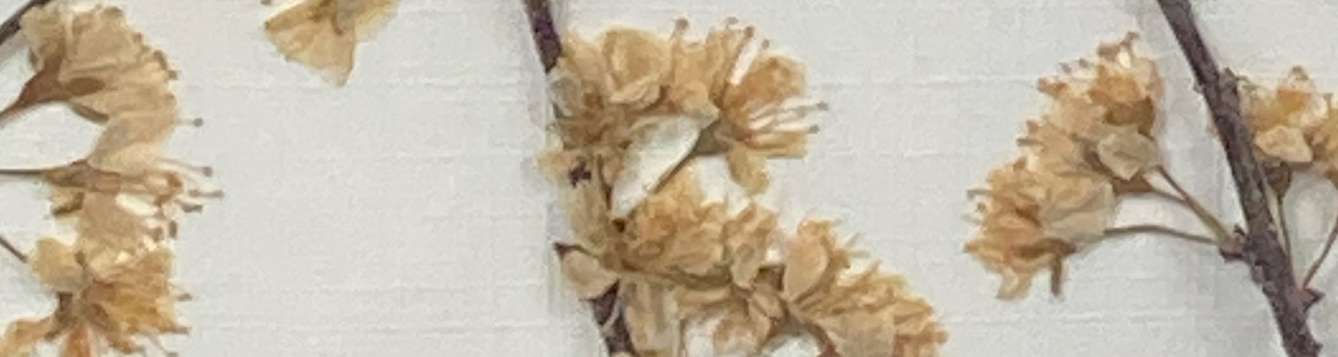 clusters of small white blooms on branch