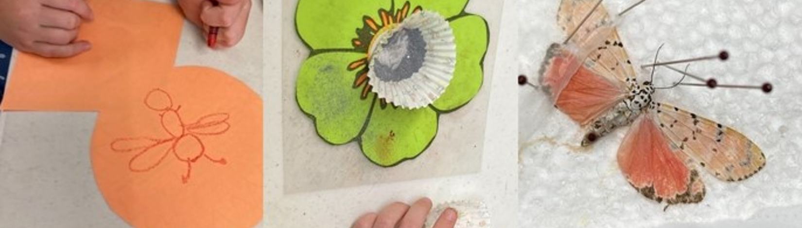 insect drawing, paper flower and moth