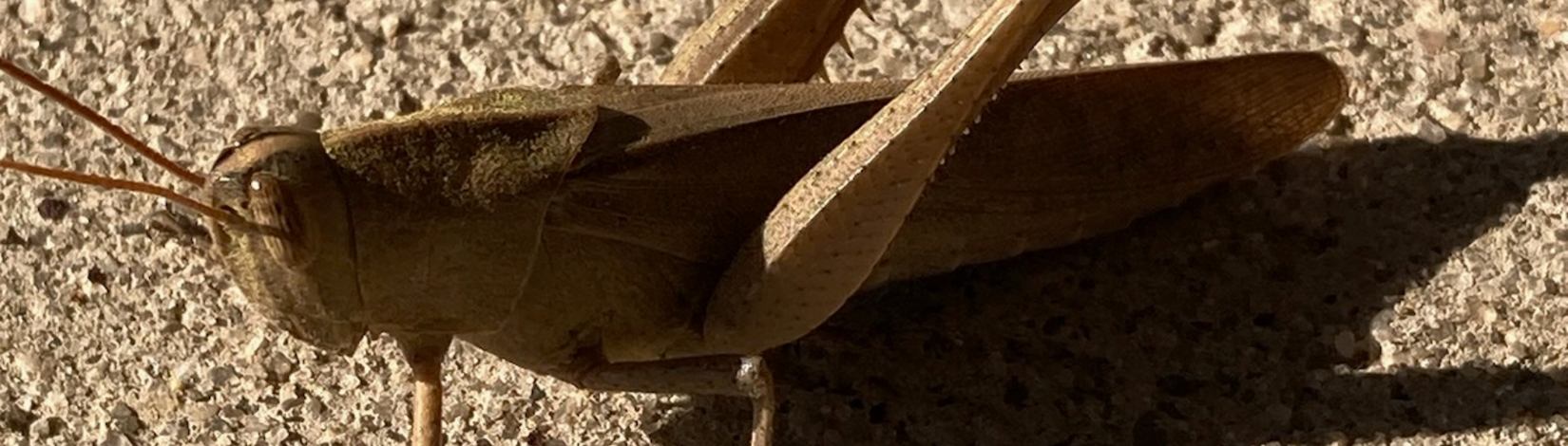 reproductive grasshopper resting on sidewalk