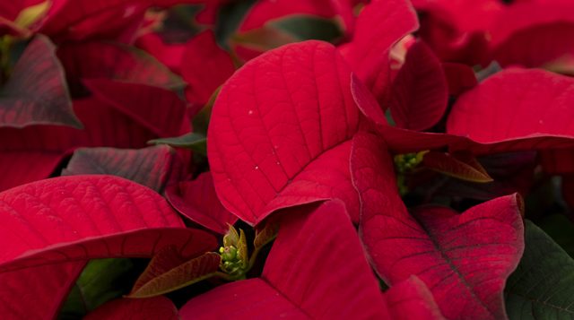 Don’t Get Your Tinsel in a Tangle: Your Guide to a Stress-Free, Budget-Friendly Holiday Season